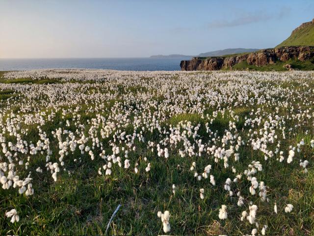 Field of cotton grass on coastal cliffs at sunset