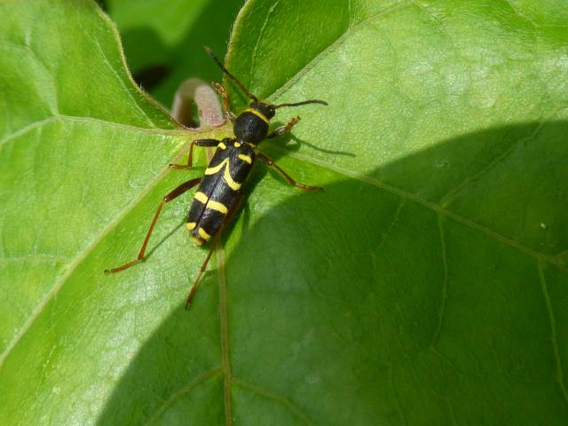 Wasp Beetle at Snakeholme (John Davison) 170523