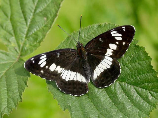 White admiral, black butterfly with a stripe of white