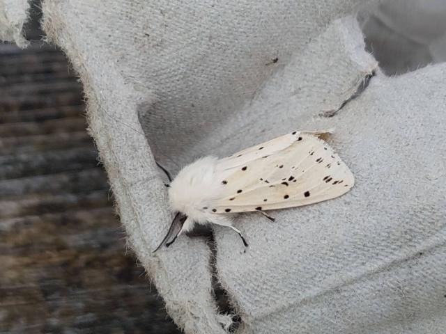 White Ermine moth on an egg carton