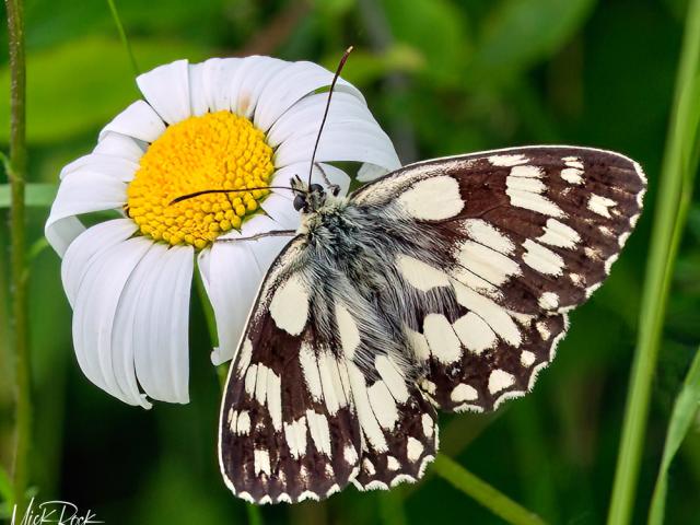 Surrey early Marbled White 2023