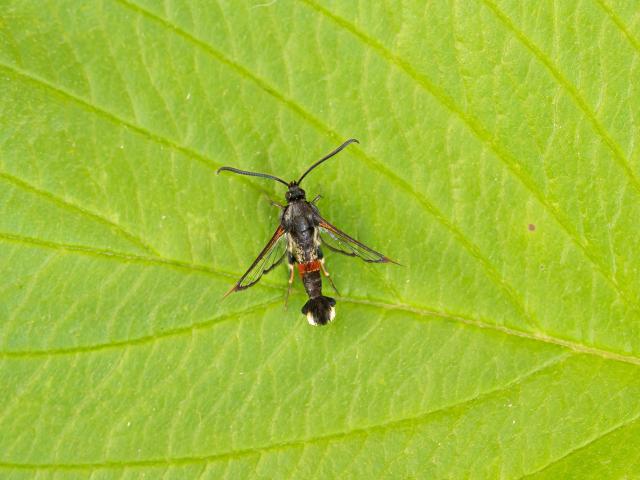 Red-tipped Clearwing (Mark Johnson)