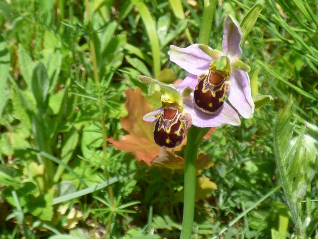 Bee Orchid at Snakeholme (John Davison) 020623