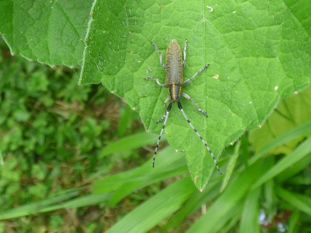 Beetle Agapanthia villosoviridescens at Snakeholme (John Davison) 080623