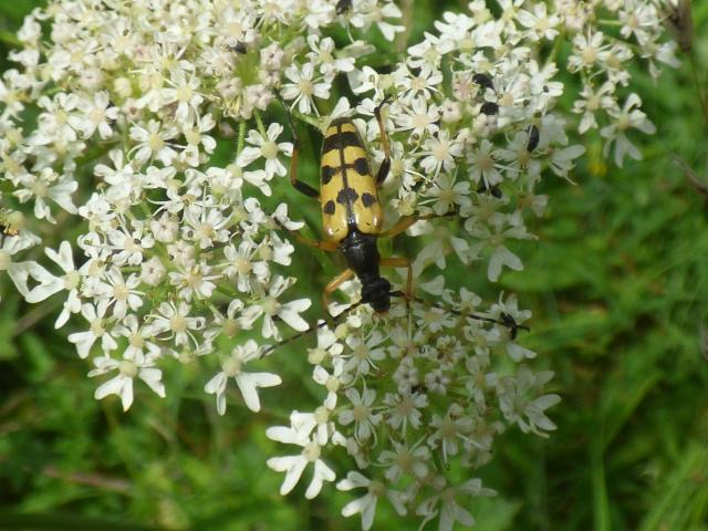Beetle Rutpela maculata at Southrey (John Davison) 230623