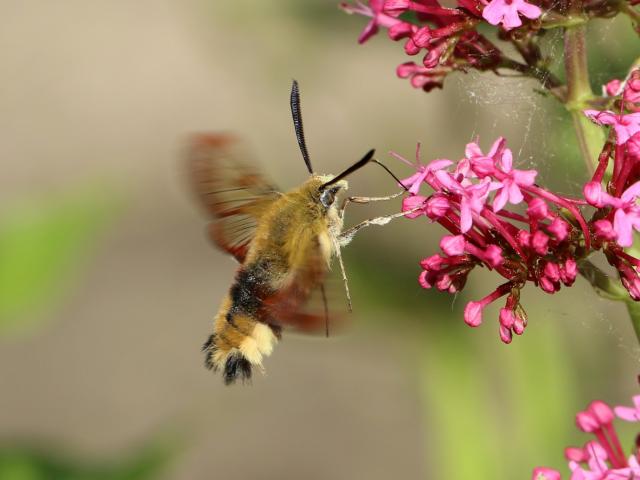 Broad-bordered Bee Hawk-moth (Toby Ludlow)