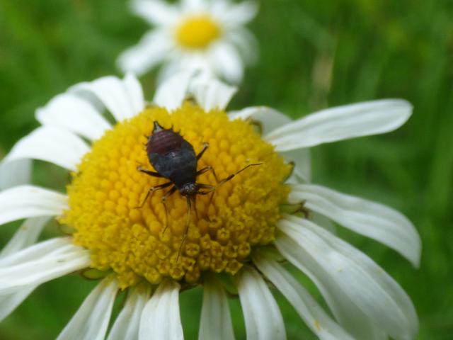 Bug - Deraeocoris ruber nymph at Snakeholme (John Davison) 230623