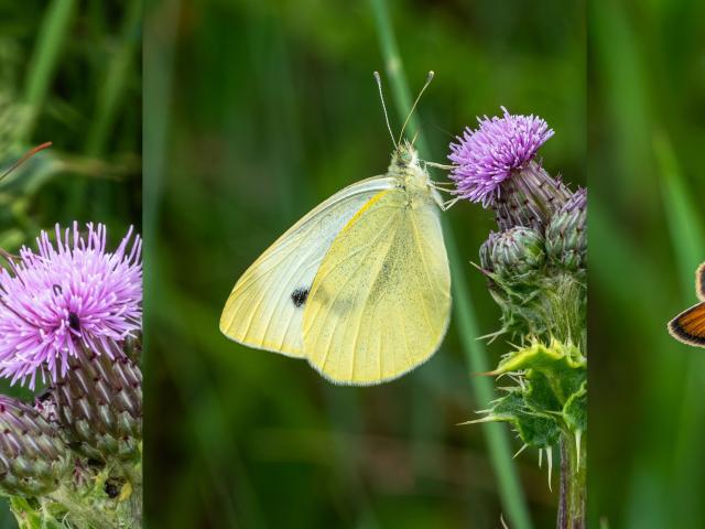 Clee Dunes Butterflies (Mike Pickwell)