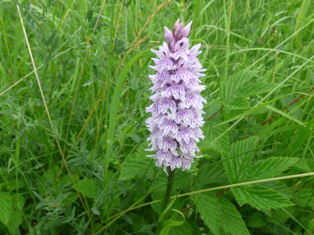 Common Spotted-orchid at Snakeholme ((John Davison) 230623