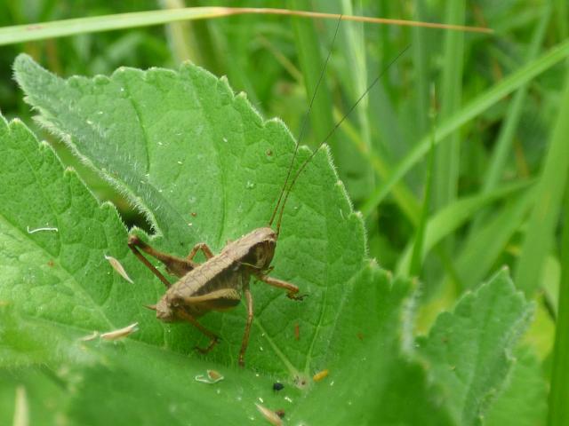 Dark Bush-cricket at Snakeholme (John Davison) 230623
