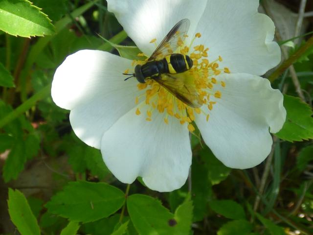 Hoverfly Chrysotoxum bicinctum at Snakeholme (John Davison) 130623