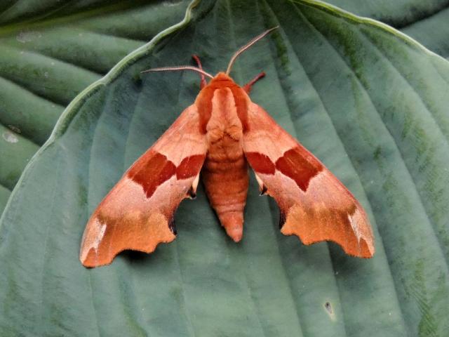 Lime Hawk-moth f. brunnea (Phil Lee)