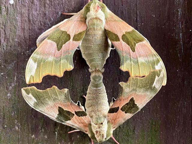 Lime Hawk-moth Mating Pair (Josh Forrester)