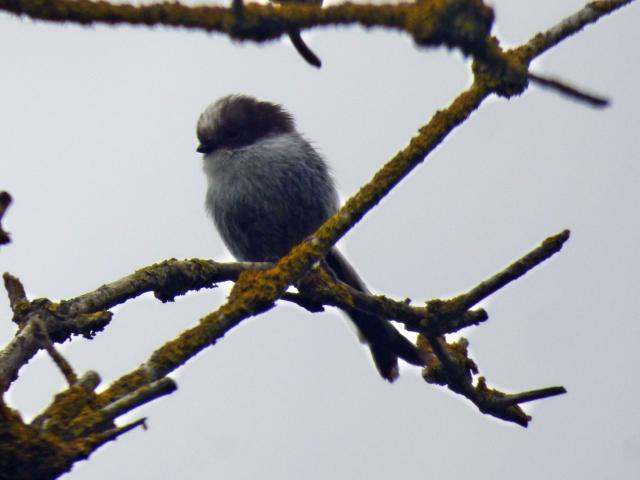 Long-tailed Tit at Snakeholme (John Davison) 080623