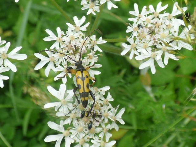 Longhorn Beetle - Rutpela maculata at Snakeholme (John Davison) 230623