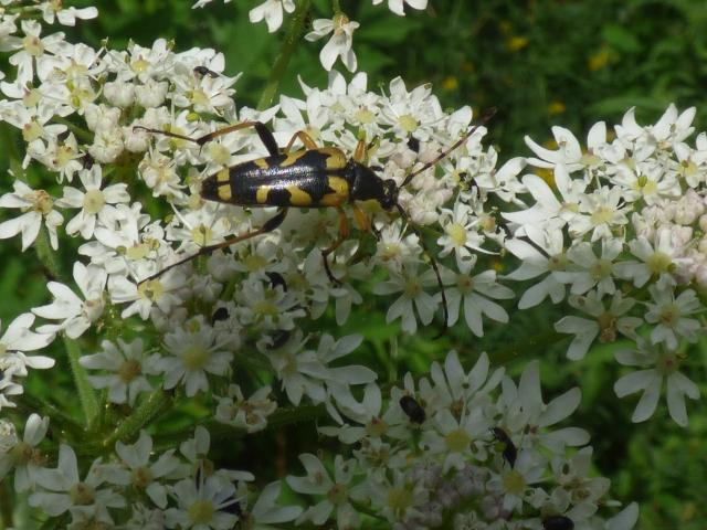 Longhorn Beetle Rutpela maculata at Souyhrey (John Davison) 290623