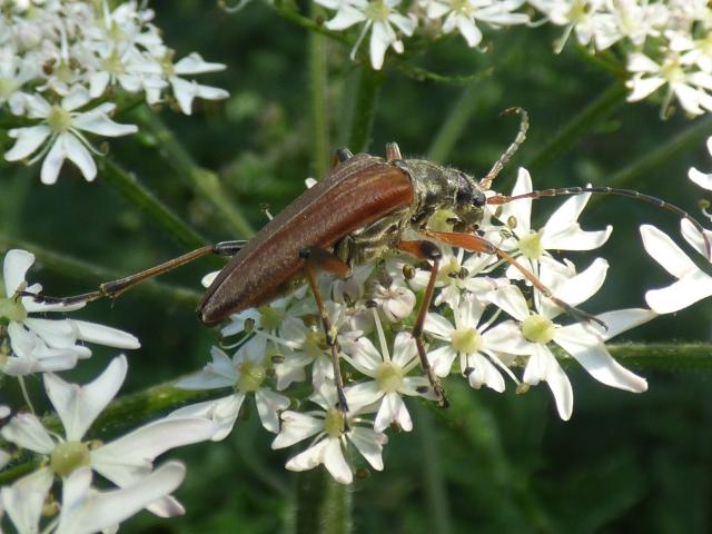 Longhorn Beetle Stenocorus meridianus at Snakeholme (John Davison) 130623