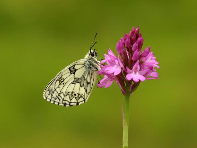 Marbled White (Toby Ludlow)