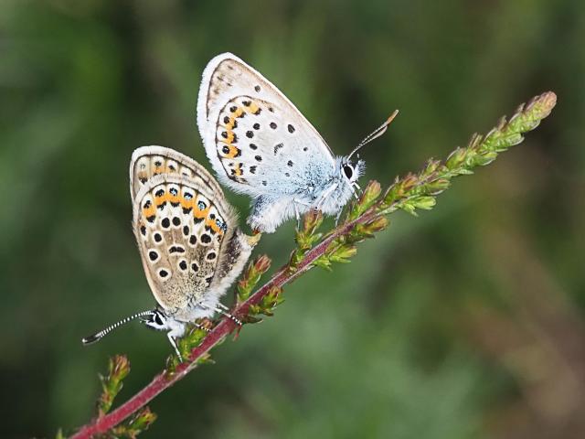 mating_silver-studded_blues_female_left