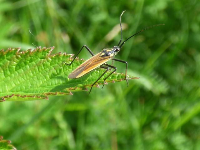 Meadow Plant Bug - Leptopterna dolabrata at Snakeholme (John Davison) 290623