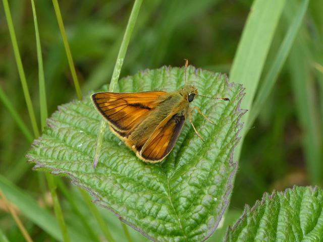 Large Skipper (Dave Wright)