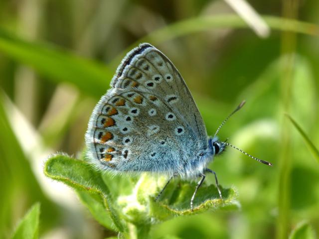 Common Blue (Dave Wright)