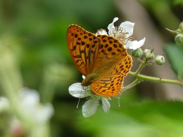 Surrey early Silver-washed Fritillary