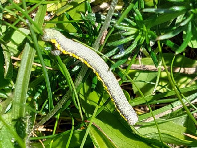 Belted Beauty larva on grass