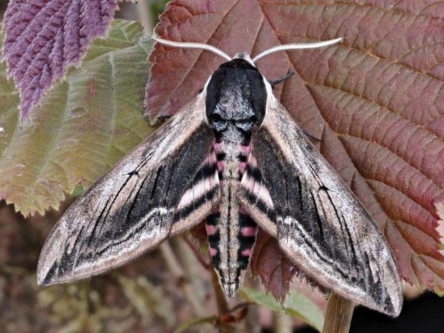Privet Hawk-moth (Kev Armstrong)