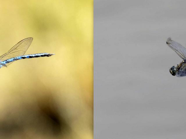 Searby Dragonflies (Graham Catley)