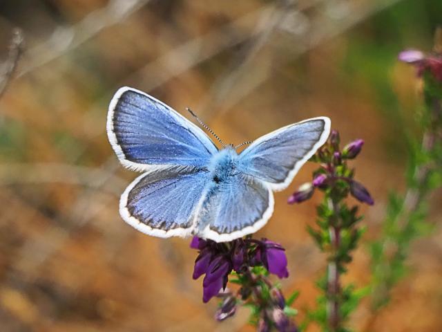 silver-studded_blue_male