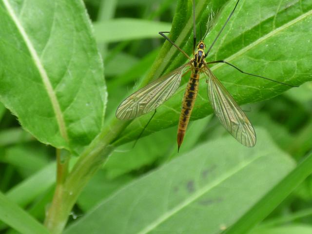 Tiger Cranefly - Nephrotoma flavescens at Snakeholme (John Davison) 080623
