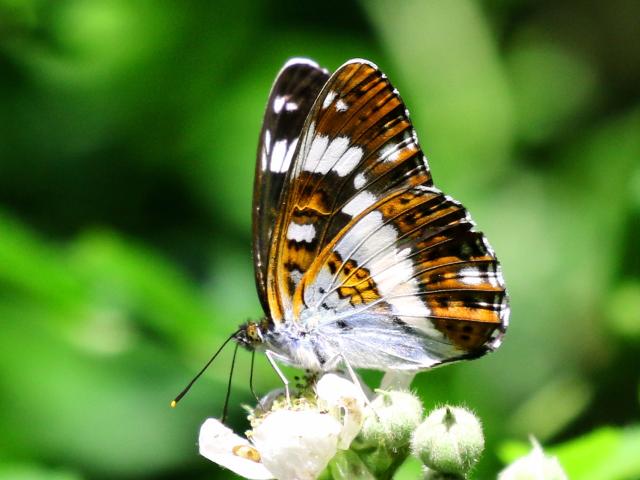 White Admiral (Michael Flowers)