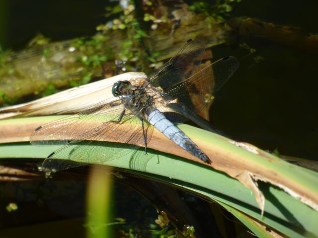 Black-tailed Skimmer at Snakeholme (John Davison) 070723