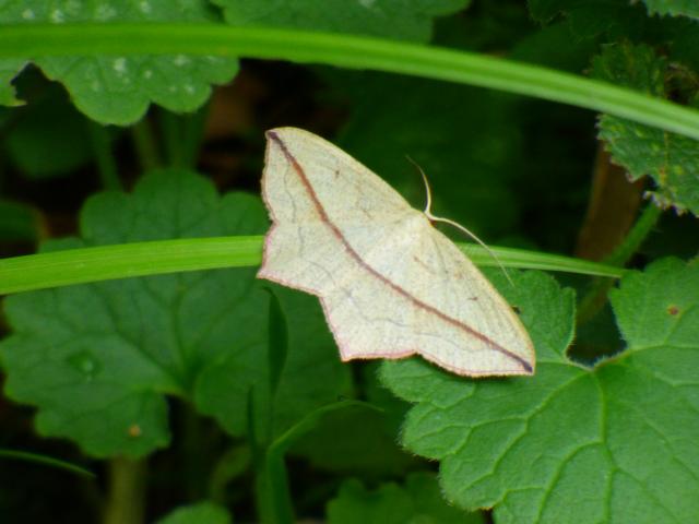 Blood-vein Moth at Southrey (John Davison) 280723