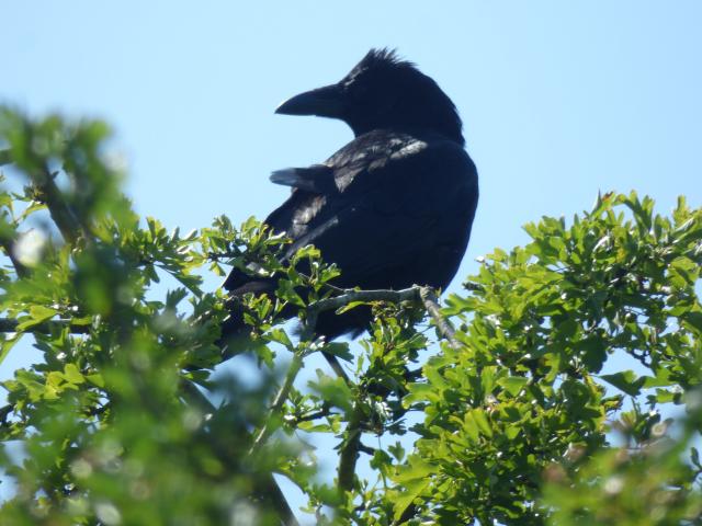 Carrion Crow at Snakeholme (John Davison) 070723