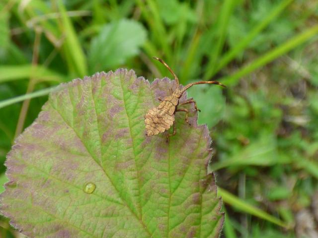 Dock Bug (mid-instar) at Snakeholme (John Davison) 280723