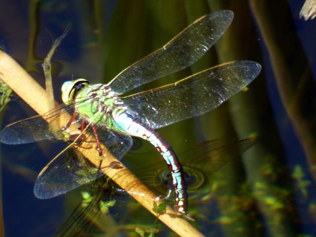 Emperor Dragonfly at Snakeholme (John Davison) 070723