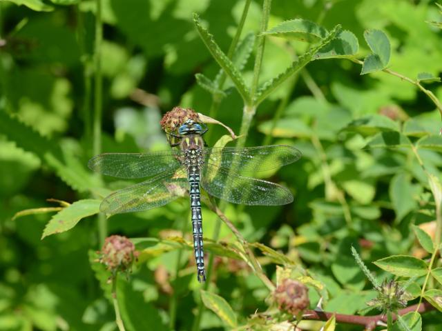 Hairy Dragonfly at Snakeholme (Keith Walton) 290623