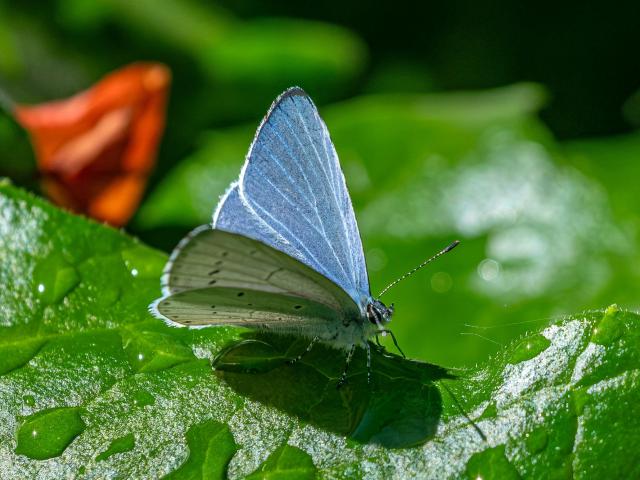 Holly Blue (Mike Pickwell)