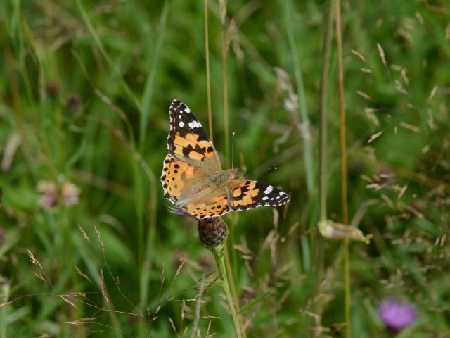 Painted Lady at Snakeholme (Keith Walton) 200723