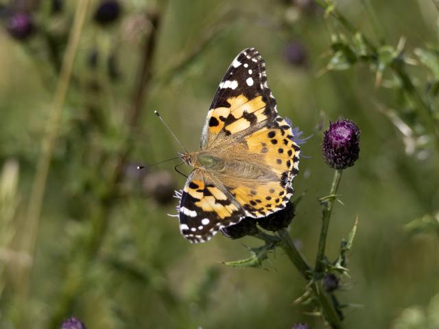 Painted Lady (Graham Catley)