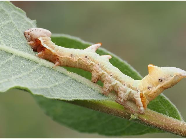 Pebble Prominent (Notodonta ziczac) caterpillar (Alan & Linda Woodward) 290623