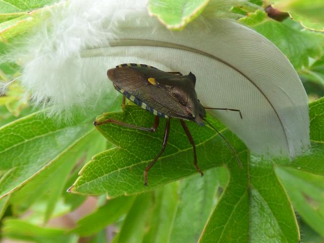 Red-legged Shieldbug at Snakeholme (John Davison) 280723