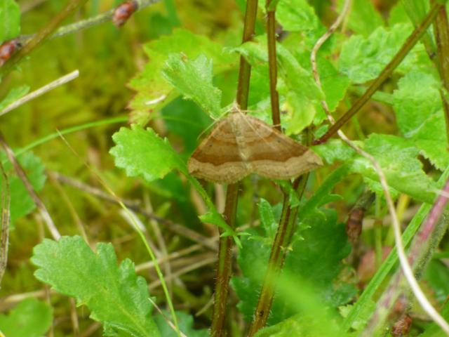 Shaded Broad-bar Moth at Snakeholme (John Davison) 140723