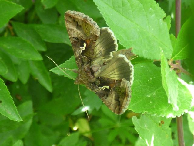 Silver Y Moth at Snakeholme (John Davison) 070723