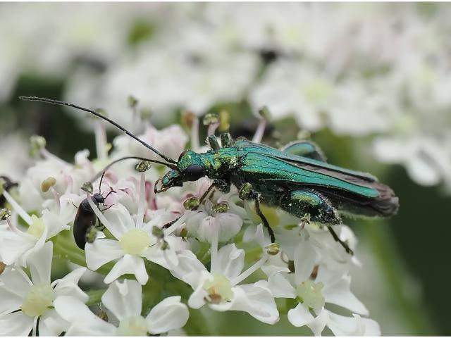 Swollen-thighed Beetle (Oedemera nobills) -female (Alan & Linda Woodward) 290623