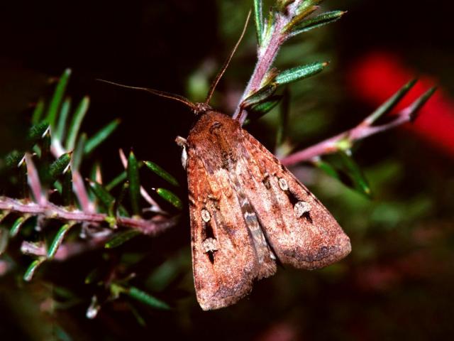 Bogong moth resting on a plant at night