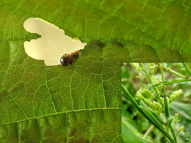 Buff-tip larva and inset Small White larvae (Laura Gundy)