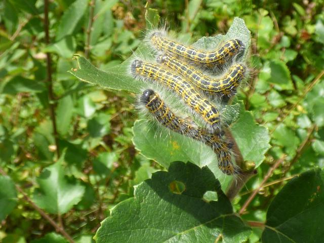 Buff-tip Moth Larvae at Snakeholme (John Davison) 300823